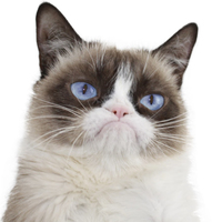 Grumpy Cat