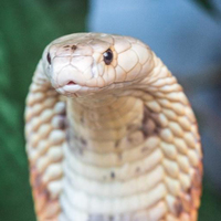 Faça memes da cobra naja que ficou conhecida após picar um estudante em Brasília. Crie seu meme com a cobra naja e envie para os amigos!