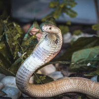 Faça memes da cobra naja que ficou conhecida após picar um estudante em Brasília. Crie seu meme com a cobra naja e envie para os amigos!