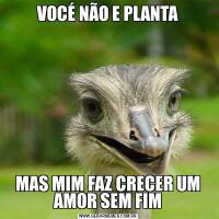 VOCÉ NÃO E PLANTAMAS MIM FAZ CRECER UM AMOR SEM FIM