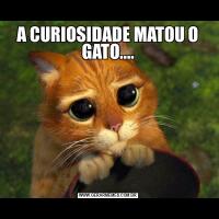 A CURIOSIDADE MATOU O GATO....