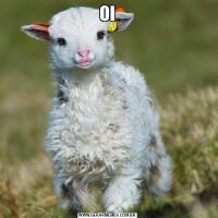 OI