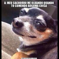A: MEU CACHORRO ME OLHANDO QUANDO TO COMENDO AUGUMA COISA