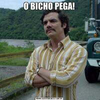 O BICHO PEGA!