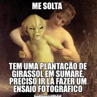 ME SOLTA TEM UMA PLANTAÇÃO DE GIRASSOL EM SUMARÉ, PRECISO IR LÁ FAZER UM ENSAIO FOTOGRÁFICO