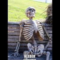 KLEBER