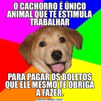 O CACHORRO É ÚNICO ANIMAL QUE TE ESTIMULA TRABALHARPARA PAGAR OS BOLETOS QUE ELE MESMO TE OBRIGA A FAZER.