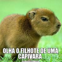 OLHA O FILHOTE DE UMA CAPIVARA 