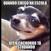 QUANDO CHEGO NA ESCOLA EATÉ O CACHORRO TÁ ESTUDANDO