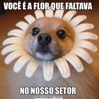 VOCÊ É A FLOR QUE FALTAVA NO NOSSO SETOR 