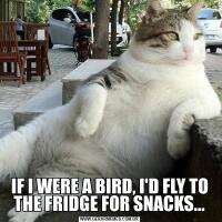 IF I WERE A BIRD, I'D FLY TO THE FRIDGE FOR SNACKS...