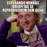 ESPERANDO MINHAS BRIÓFITAS SE REPRODUZIREM SEM ÁGUA