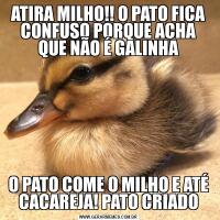 ATIRA MILHO!! O PATO FICA CONFUSO PORQUE ACHA QUE NÃO É GALINHAO PATO COME O MILHO E ATÉ CACAREJA! PATO CRIADO