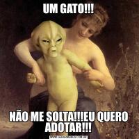 UM GATO!!!NÃO ME SOLTA!!!EU QUERO ADOTAR!!!