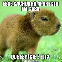 ESSE CACHORRO APARECEU EM CASAQUE ESPÉCIE É ELE? 