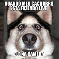 QUANDO MEU CACHORRO ESTA FAZENDO LIVE ELE NA CAMERA