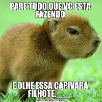 PARE TUDO QUE VC ESTA FAZENDOE OLHE ESSA CAPIVARA FILHOTE.___.