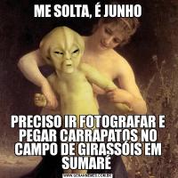 ME SOLTA, É JUNHOPRECISO IR FOTOGRAFAR E PEGAR CARRAPATOS NO CAMPO DE GIRASSÓIS EM SUMARÉ 