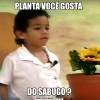 PLANTA VOCÊ GOSTA DO SABUGO ?
