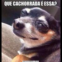 QUE CACHORRADA É ESSA?