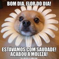 BOM DIA, FLOR DO DIA!ESTÁVAMOS COM SAUDADE! ACABOU A MOLEZA!